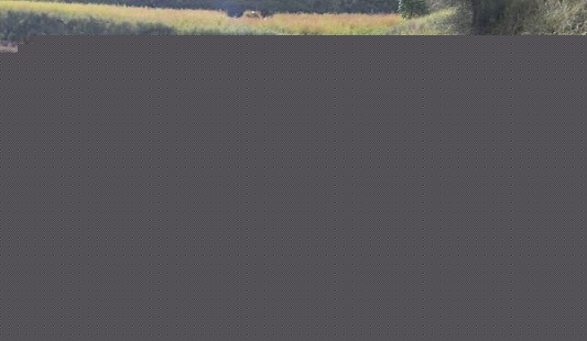 20200916091332682 黄芩规范化种植基地